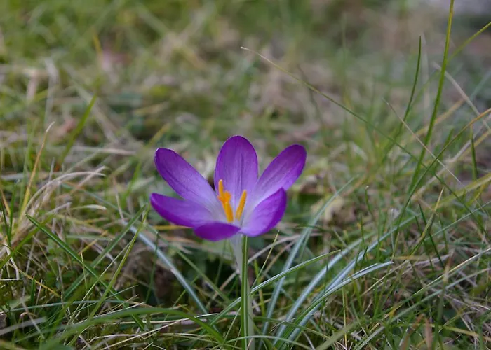 Lejlighed Alte Kelterei *